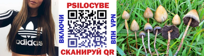 Псилоцибиновые грибы Psilocybine cubensis  Железногорск-Илимский 